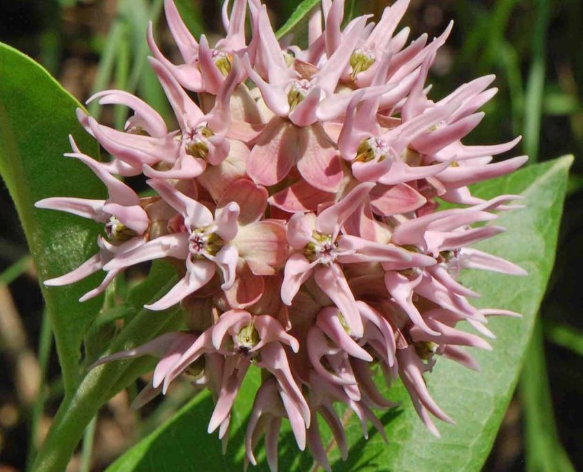 Milkweed