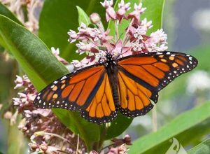 Milkweed