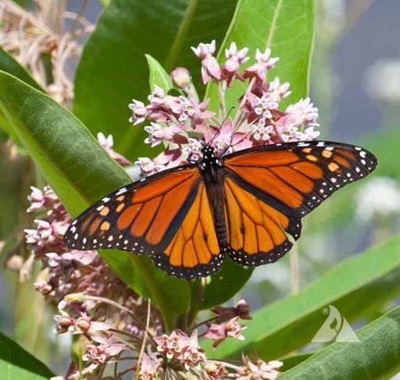 Milkweed