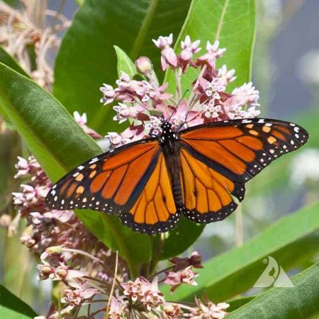 Milkweed