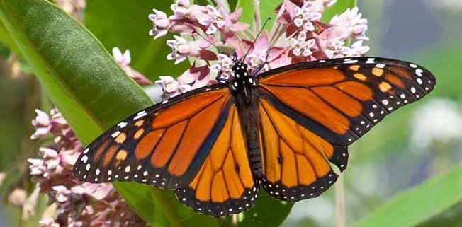 Milkweed