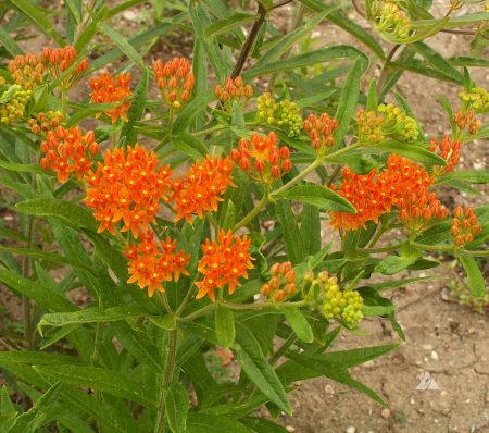 Milkweed