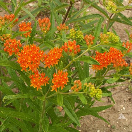 Milkweed