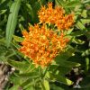 Milkweed