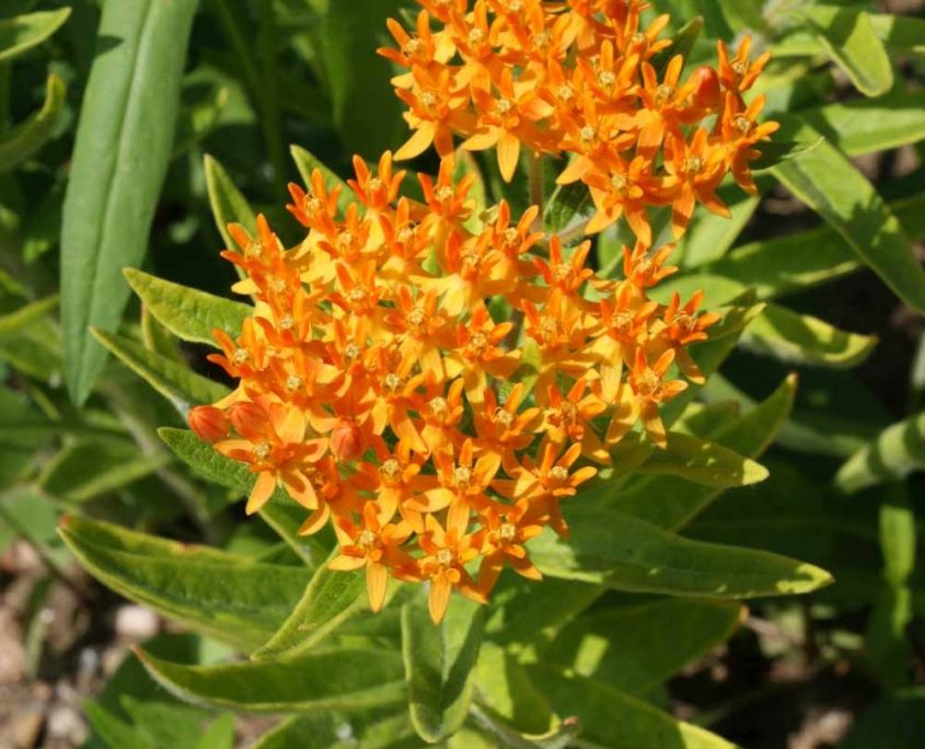 Milkweed