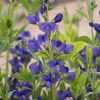 Blue False Indigo