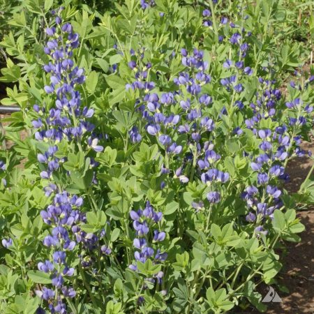 Blue False Indigo