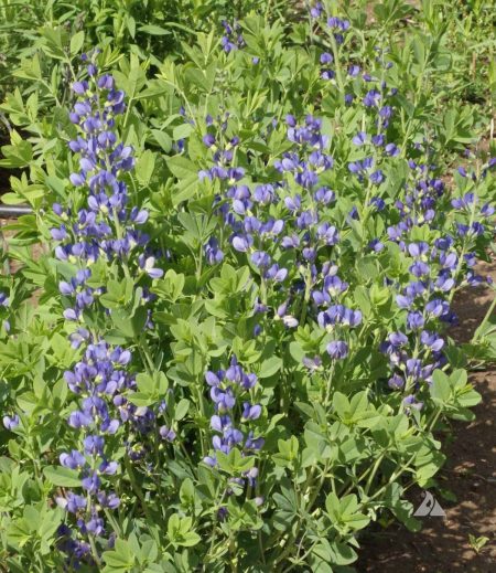 Blue False Indigo