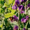 Blue False Indigo