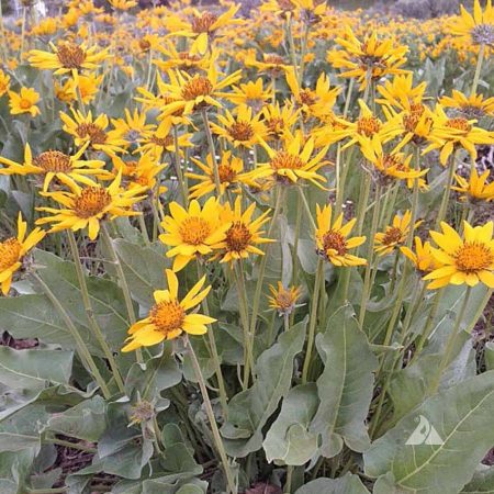 Balsamroot