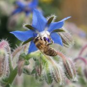 Borage