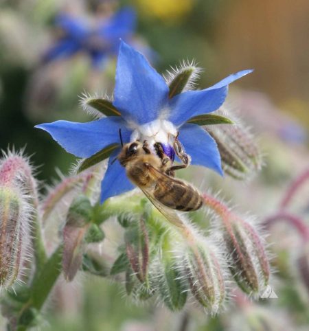 Borage