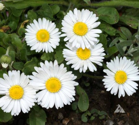 English Daisy