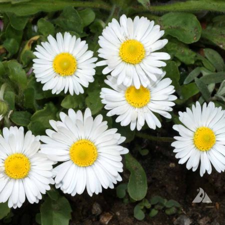 English Daisy