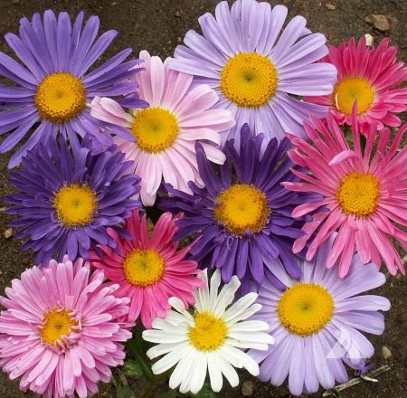 China Aster