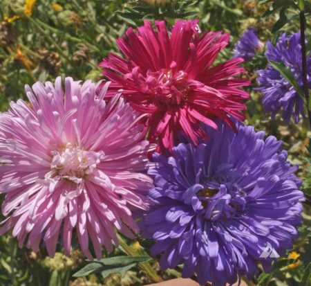 China Aster