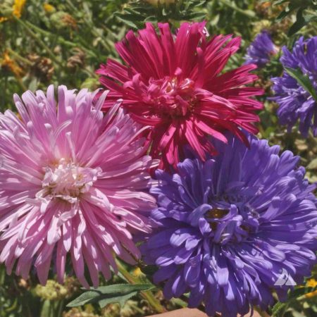 China Aster