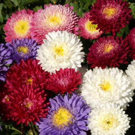 China Aster