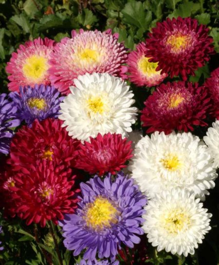 China Aster