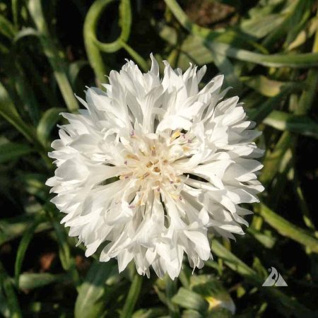 Cornflower