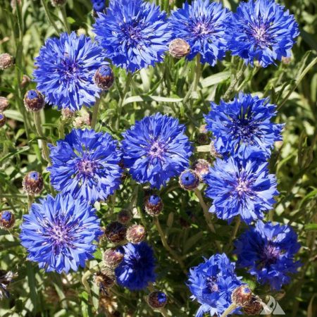 Cornflower Tall Blue