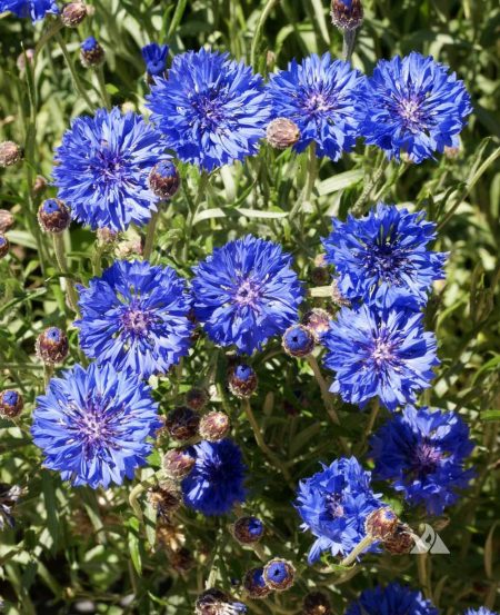 Cornflower Tall Blue