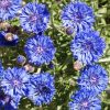 Cornflower Dwarf