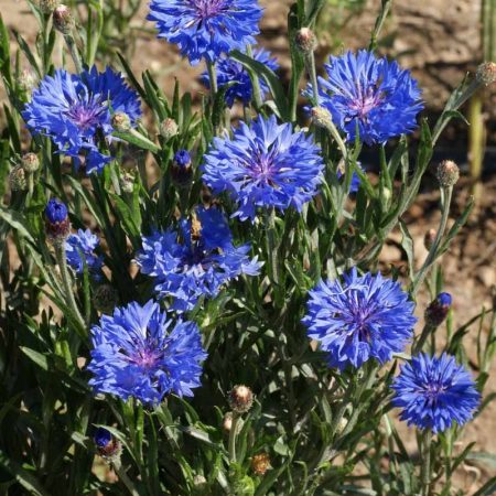 Cornflower Dwarf