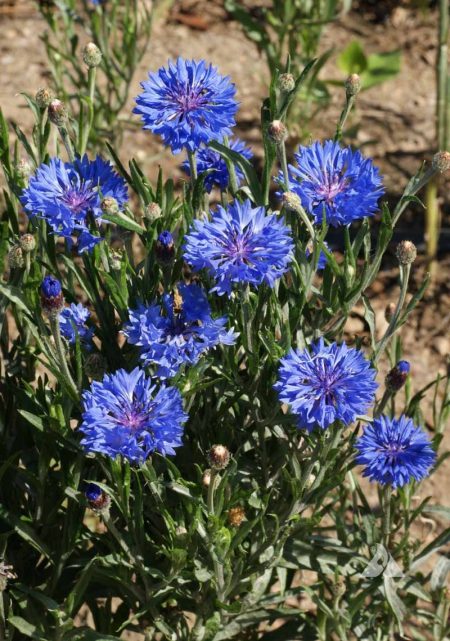 Cornflower Dwarf