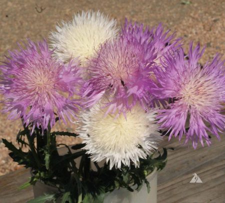 Centaurea moschata