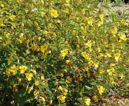 Cassia fasciculata