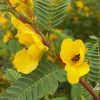 Cassia fasciculata