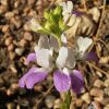 Pagoda Flower