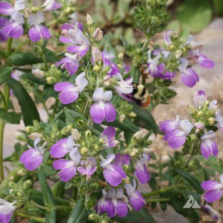 Pagoda Flower