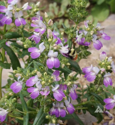 Pagoda Flower