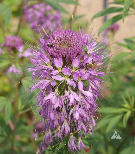 Rocky Mountain Bee plant