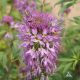 Rocky Mountain Bee plant