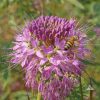 Rocky Mountain Bee Plant