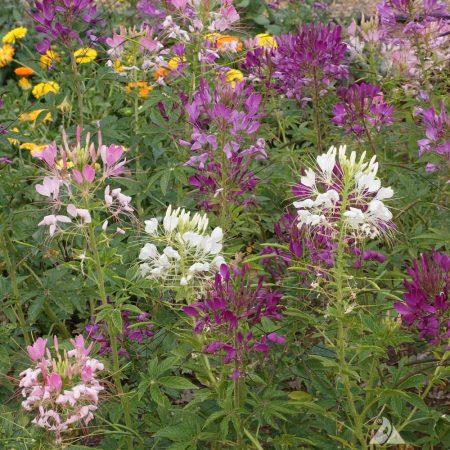 Spider Flower