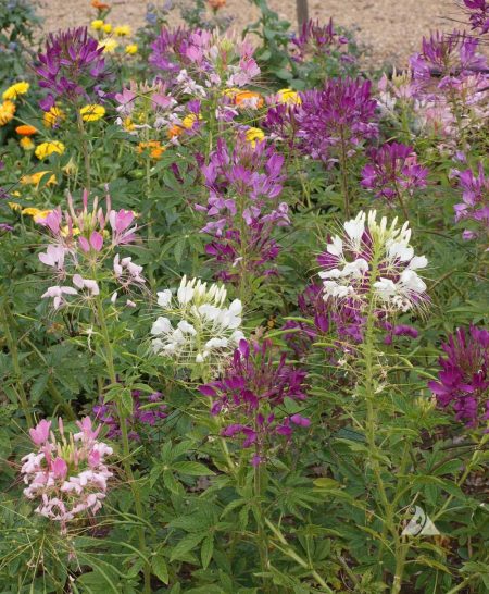 Spider Flower