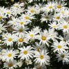 Shasta Daisy dwarf