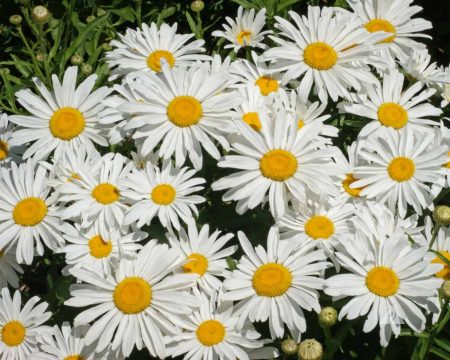 Shasta Daisy Dwarf