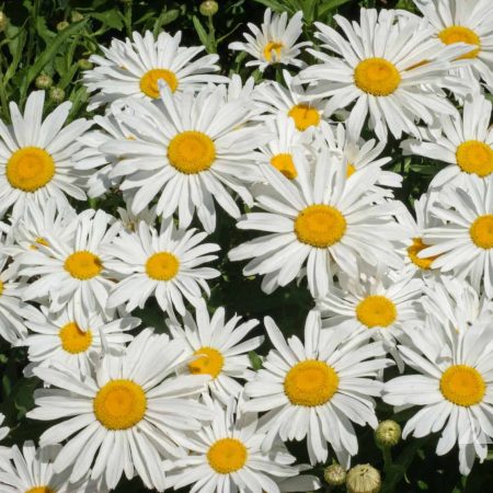 Shasta Daisy Dwarf