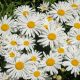 Shasta Daisy Dwarf