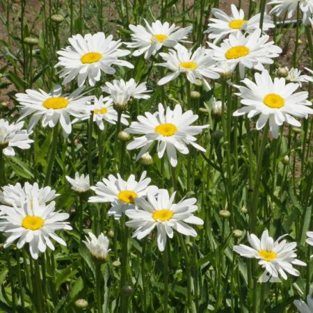 Shasta Daisy