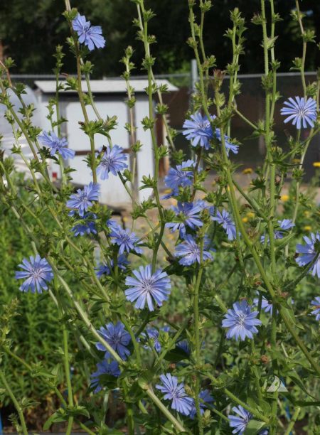 Chicory Root