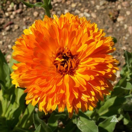 Pot Marigold