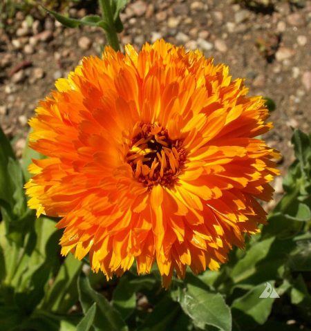 Pot Marigold