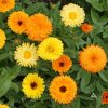 Pot Marigold