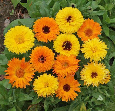 Pot Marigold